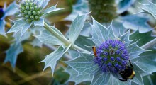 eryngium maritium.jpg[