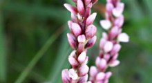 polygonum salicifolium.jpg[